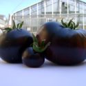 POMODORI VIOLA FRITTI (in arrivo) ALLA FERMATA DEL TRENO.  di Veronica Palmeri